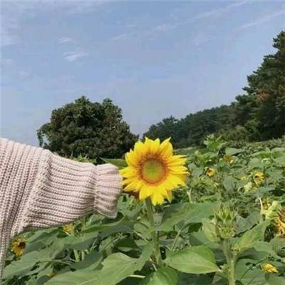 仙侠江湖ol官方版